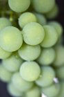 Uvas verdes con rocío - foto de stock