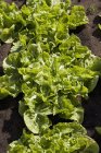 Endive growing in the field outdoors — Stock Photo