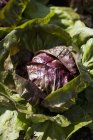 Radicchio in the field outdoors during daytime — Stock Photo