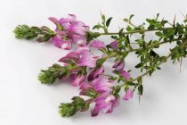 Closeup view of spiny restharrow sprigs with flowers — Stock Photo
