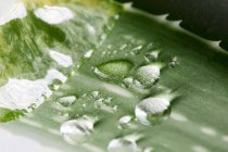Aloe vera leaf with drops of water — Stock Photo