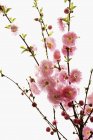 Крупный план цветения миндаля на белом фоне — стоковое фото