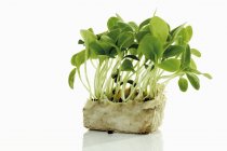 Raw Borage sprouts — Stock Photo