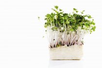 Crescione di Daikon su sfondo bianco — Foto stock