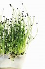 Erba cipollina asiatica con radici e fiori — Foto stock