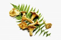 Chanterelles on a fern frond — Stock Photo