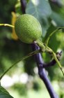 Крупним планом вид на зелений горіх на дереві — стокове фото