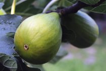 Figs growing on tree — Stock Photo