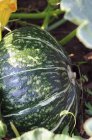 Green squash on plant — Stock Photo