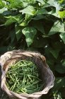Frisch gepflückte grüne Bohnen — Stockfoto