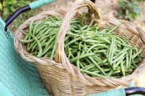 Fresh picked green beans — Stock Photo