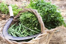 Frisch gepflückte grüne Bohnen und Petersilie — Stockfoto