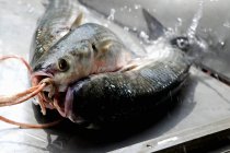 Fresh-caught mullet on metal tray — Stock Photo