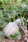 Closeup view of Cantaloupe melons in a field — Stock Photo