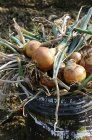 Freshly harvested onions — Stock Photo