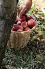 Freshly picked peaches in basket — Stock Photo