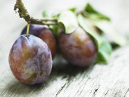 Fresh Plums with branch — Stock Photo