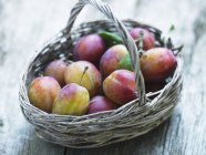 Basket of fresh Victoria plums — Stock Photo