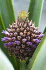 Ananas bambino sulla pianta — Foto stock