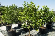 Vista diurna de árboles cítricos en un jardín - foto de stock