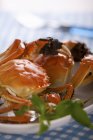 Nahaufnahme von gefüllten Krabben mit Kräutern auf dem Teller — Stockfoto