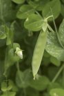 Mange tout on a plant outdoors during daytime — Stock Photo