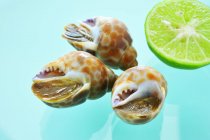 Closeup view of marine snails with lime — Stock Photo