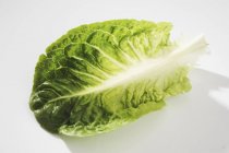 Аркуш свіжий салат — стокове фото