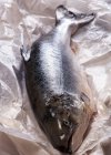 Fresh raw salmon — Stock Photo