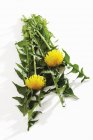 Dandelion leaves and flowers on white surface — Stock Photo