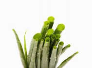 Spring onions with drops — Stock Photo