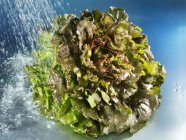 Батавийский салат — стоковое фото