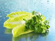 Corn salad and romaine lettuce — Stock Photo