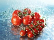 Tomates rojos maduros - foto de stock