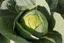 Green Fresh cabbage — Stock Photo