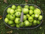 Manzanas verdes en cesta - foto de stock