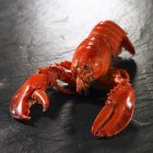 Closeup view of red cooked lobster on slate — Stock Photo