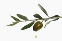 Olive oil dripping from olive — Stock Photo
