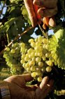 Man Pickling grapes — Stock Photo