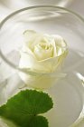 Vista de primer plano de rosa blanca en jarrón de vidrio - foto de stock
