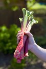 Main humaine tenant la rhubarbe — Photo de stock