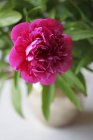 Vista de cerca de flor de peonía rosa - foto de stock