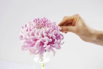 Vista recortada de la mano con flor de crisantemo rosa - foto de stock