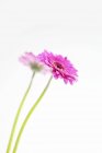 Closeup view of two pink gerberas on white background — Stock Photo