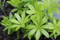 Nahaufnahme von frischen grünen Waldmeister Pflanzen — Stockfoto
