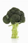 Green head of broccoli — Stock Photo