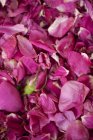 Thé rose frais — Photo de stock