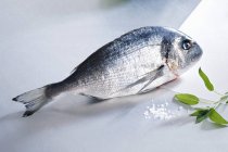 Fresh sea bream with salt and sage — Stock Photo
