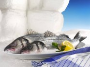 Two raw sea bass on platter — Stock Photo