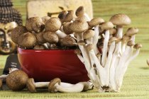 Коричневий бук гриби — стокове фото